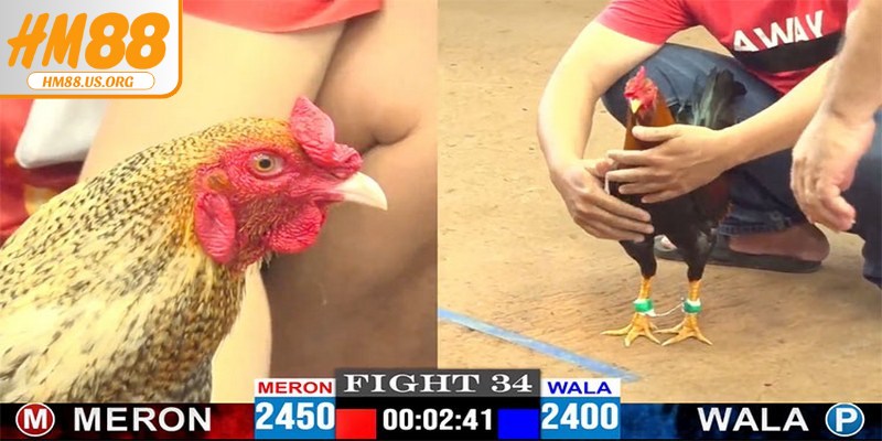 Điểm nổi bật của đá gà mạng thu hút người tham gia