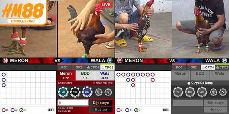 Cách đá gà mạng luôn thắng khi cá cược được nhiều cao thủ áp dụng