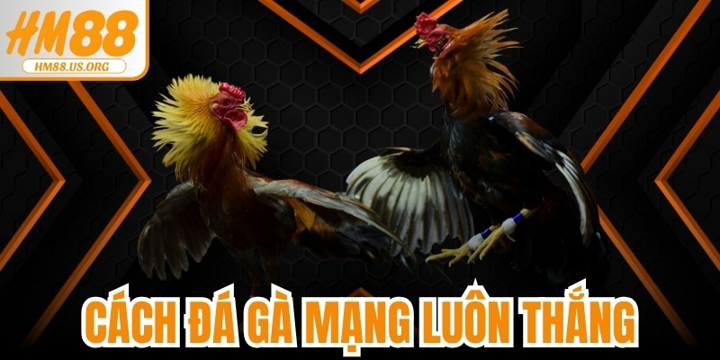 Cách Đá Gà Mạng Luôn Thắng