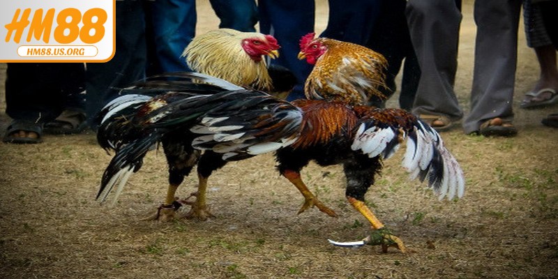 Các loại hình đá gà HM88 thu hút người chơi