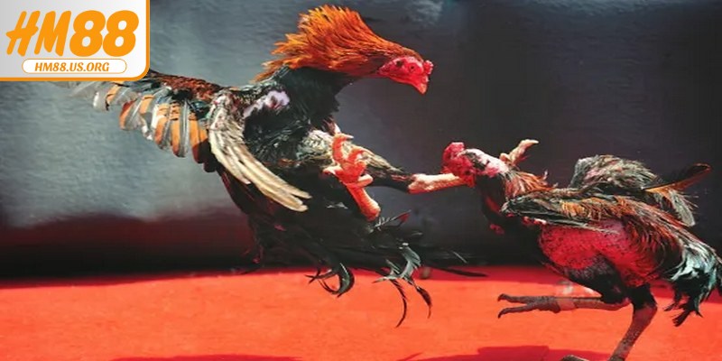Hướng dẫn tham gia chơi đá gà HM88 nhanh chóng