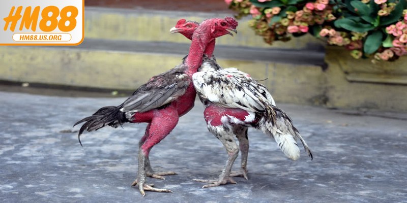 Gà đòn Thái Lan nổi tiếng nhờ sức mạnh bền bỉ và kỹ năng chiến đấu đỉnh cao