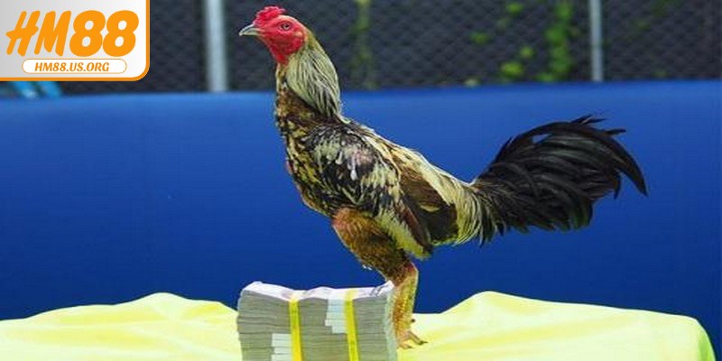 Kinh nghiệm cược gà đòn Thái Lan bất bại từ cao thủ