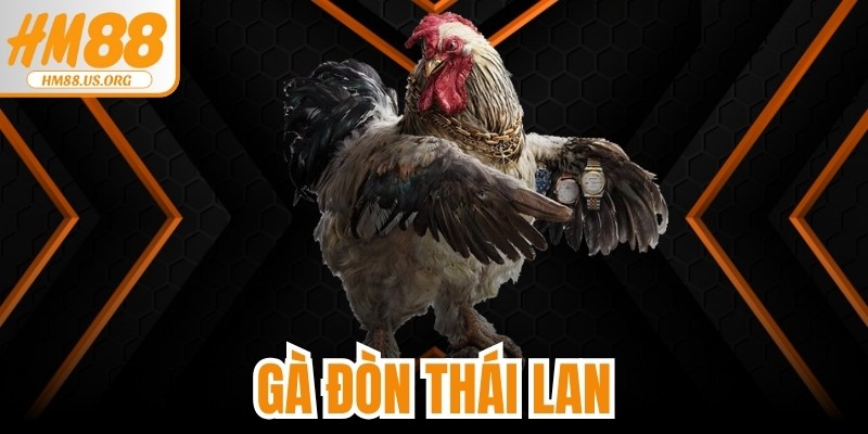 Gà Đòn Thái Lan