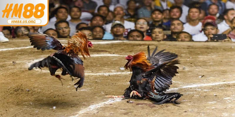 Thiết lập luật đá gà nhằm đảm bảo tính công bằng, minh bạch trong từng trận đấu