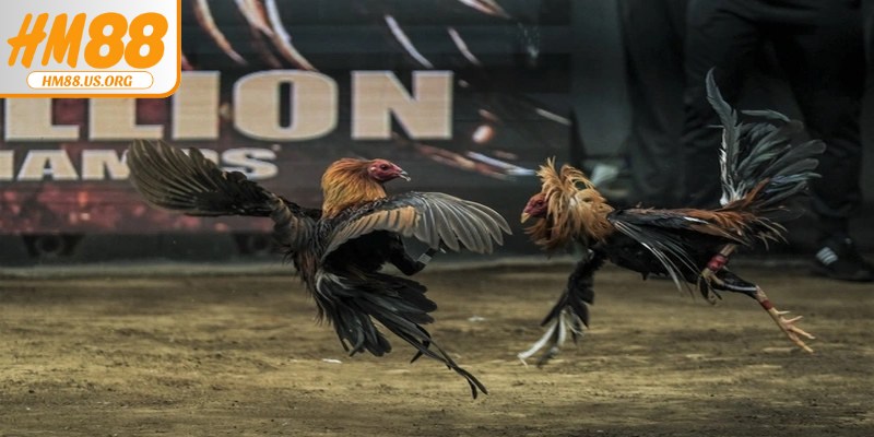 Luật cơ bản khi chơi đá gà Thomo dành cho tân thủ