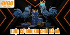 Luật Cơ Bản Khi Chơi Đá Gà