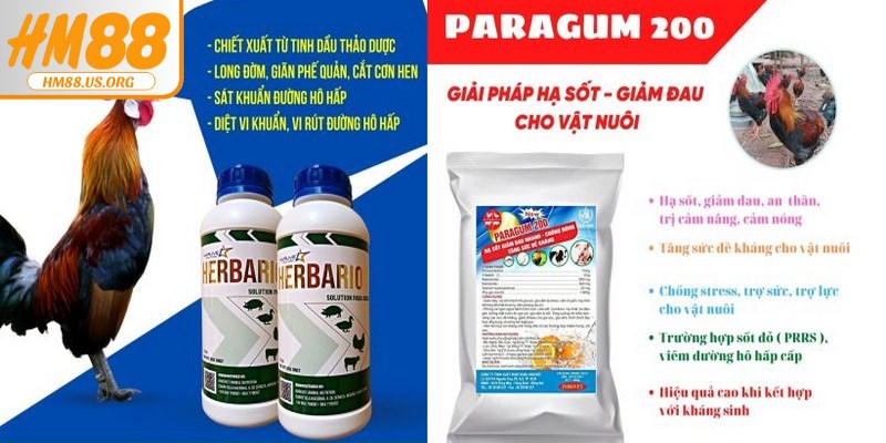 Thuốc điều trị bệnh ORT trên gà được sử dụng khi gà bị viêm hô hấp