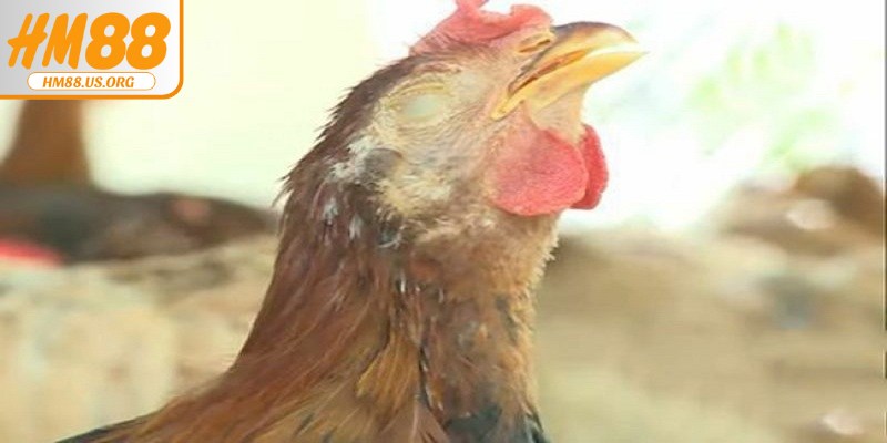 Cách nhận biết bệnh ORT trên gà và các triệu chứng phổ biến